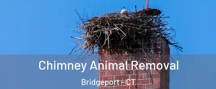 Chimney Animal Removal Bridgeport - CT